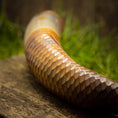Indlæs billede i Gallery viewer, Nærbillede af en slanges hale med detaljerede brune og beige skæl, liggende på en træoverflade. Sløret grønt græs er synligt i baggrunden sammen med en Drikkehorn Chief brugt til dekoration.